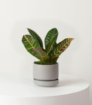 Golden Petra - Image 3