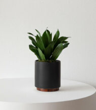 Dracaena Compacta - Image 3