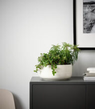 Anthurium – King of hearts - Image 5